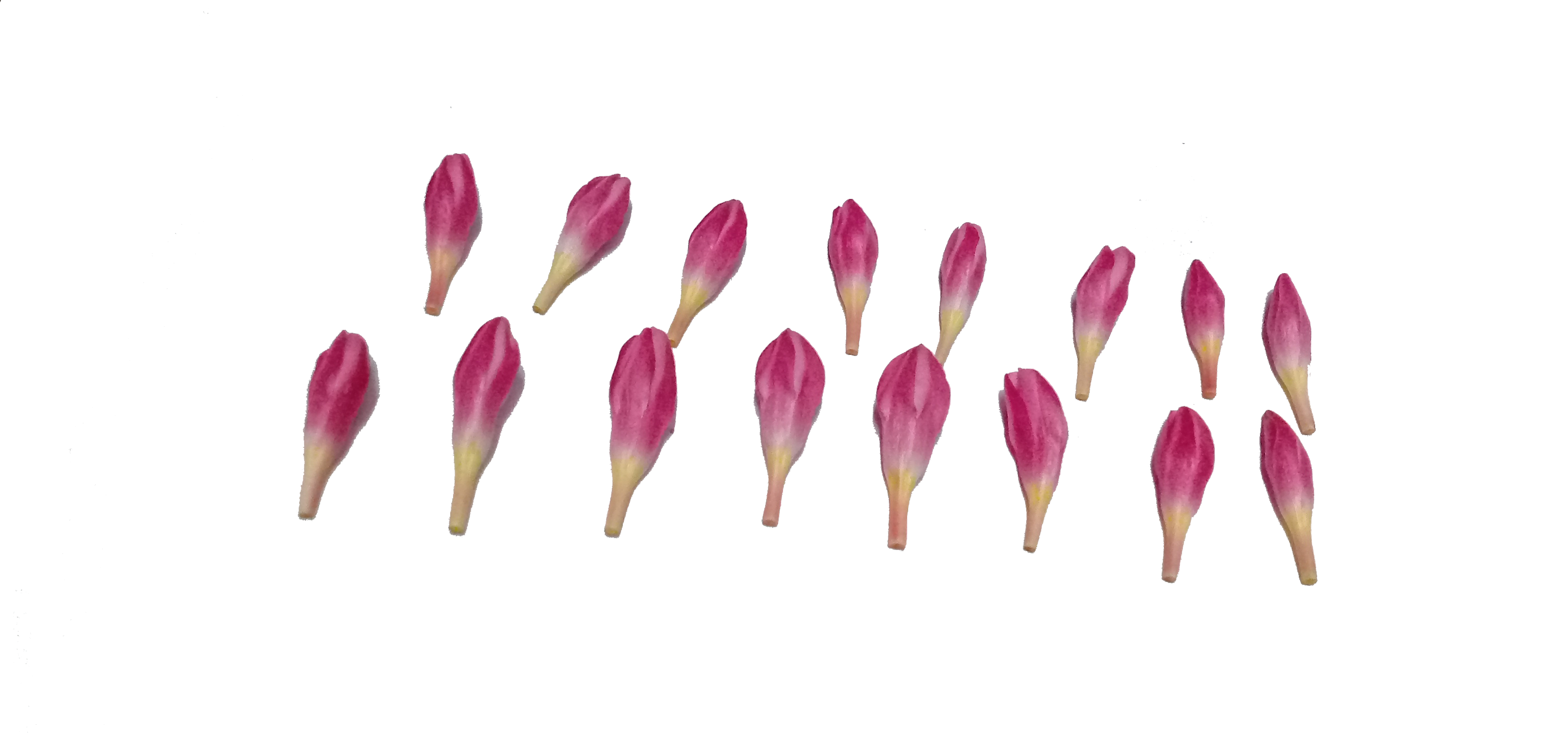 Ganneru / Oleander  flowers